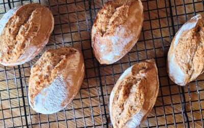 Fluffige Dinkelvollkornbrötchen mit Sauerteig